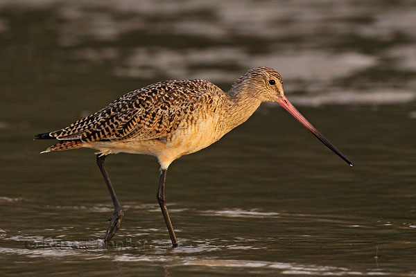 Marbled Godwit © Russ Chantler